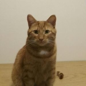 Meet your Posher, Chesney